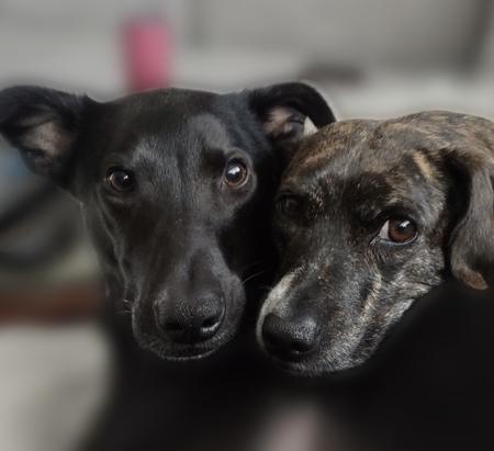 Entry image for Evie & Gracie. Clicking this image will show a larger photo