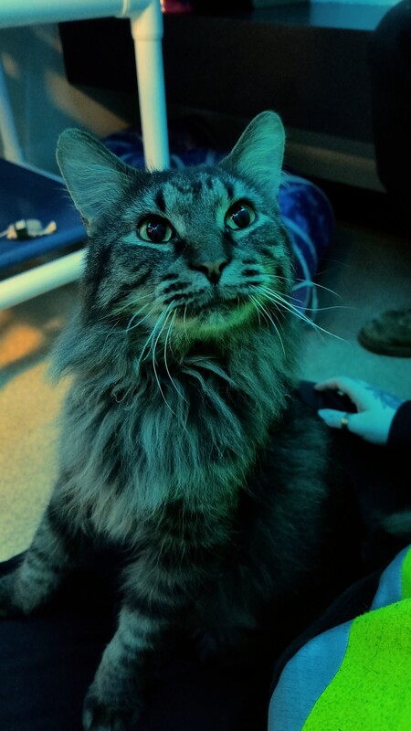 Watson 