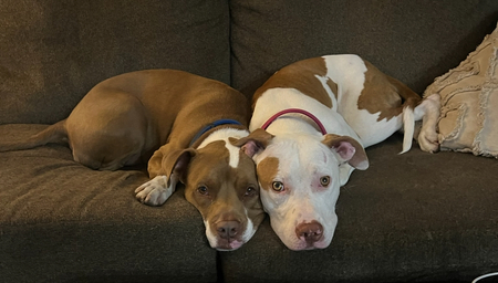 Rufus (left) and Roxy (right) both DACC alums!