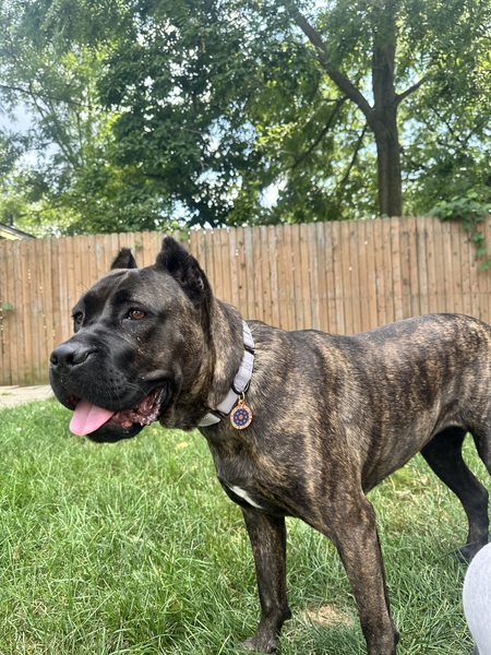 Snooki (formerly Sweet Brees)