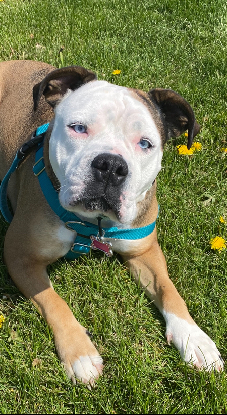 S’mores (formerly Simish)