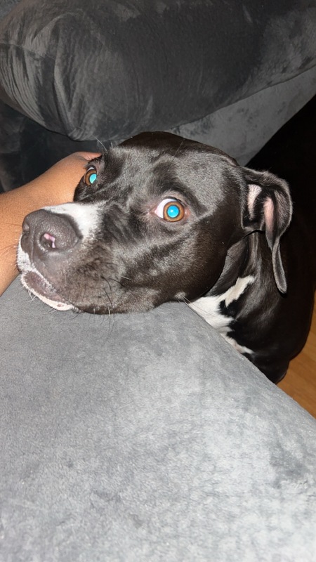 Willow 