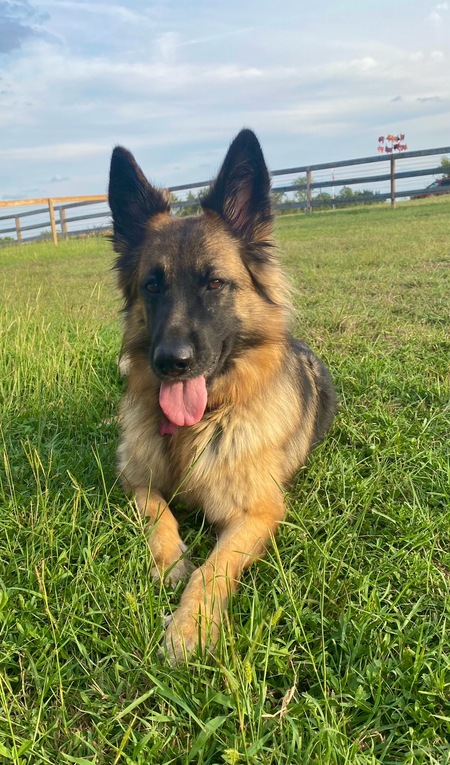 Ruby (formerly Freida)