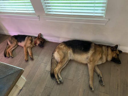 Thor & Wilson