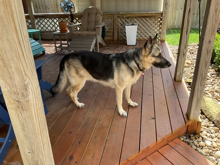 Pep  (formerly Altuve)