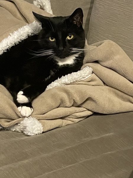 Sylvester