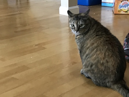 Bella