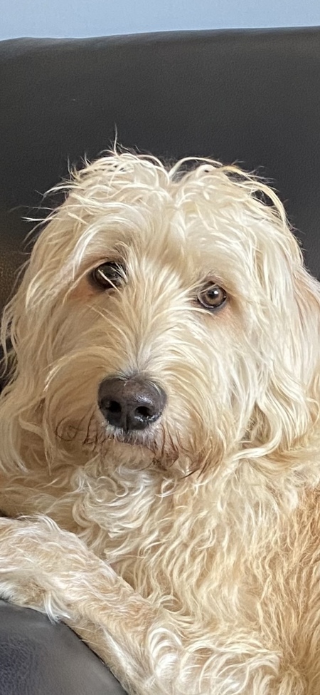 Rosie