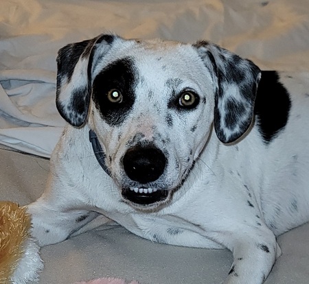 Cooper