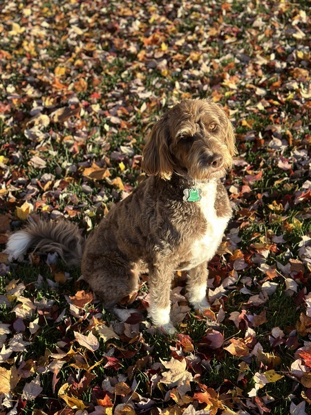 Maggie