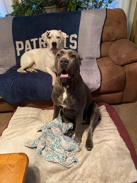 Dora (Dogo) Isabella (Cane Corso)