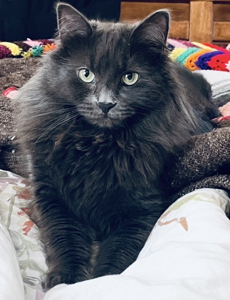 Gracie 