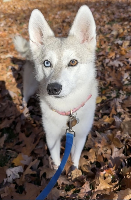 Miss Mojo