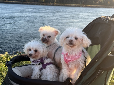 Daisy, QTip and Lily