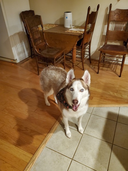 Nala