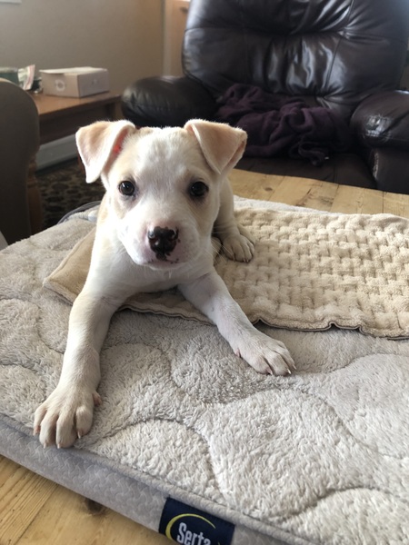 Juno