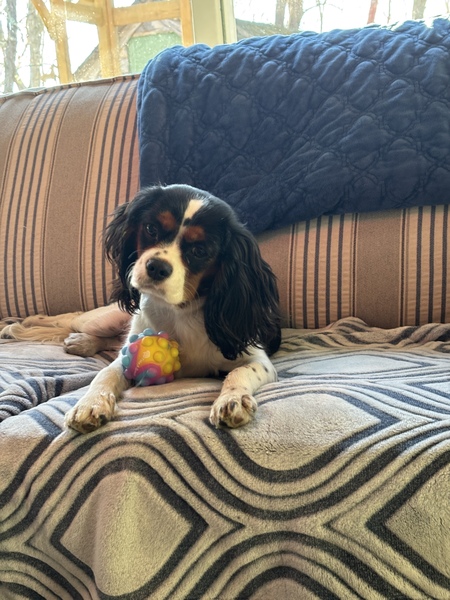 Daisy 