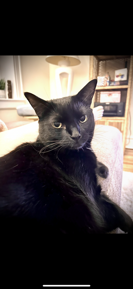Stella