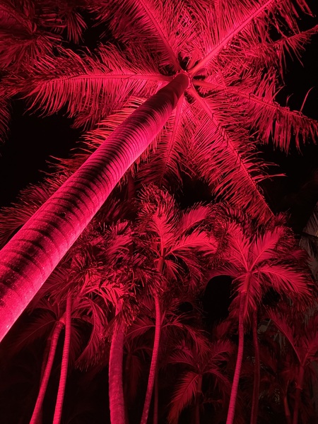 Lit!   El San Juan Palms   San Juan, PR