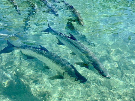 Tarpon Party     Culebra, PR