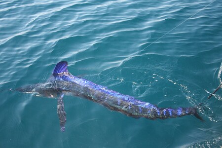 Round Scale Spearfish, Atlantic Ocean off North Carolina