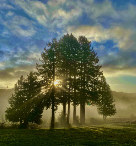Sunrise through the Redwoods