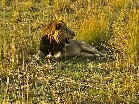 Botswana King 