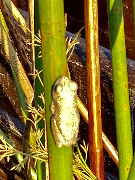 Golden Frog