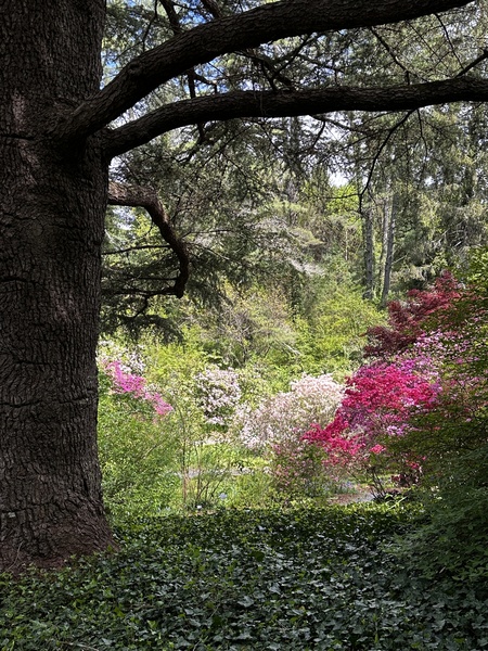 Step into my Garden