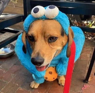 Chase Meatball  (AKA chase cookies om nom nom)