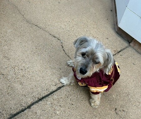 Samson (Super Commanders Fan)