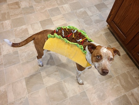 Ruffles (Hot Diggity dog)