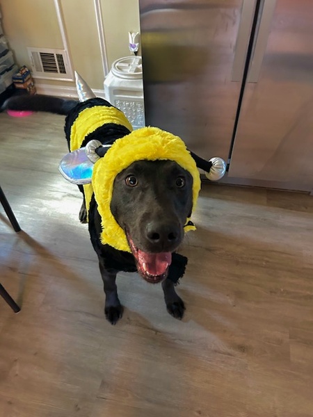 Niko (Bumble Bee)