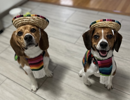 Nick and Bobby ( Dos Amigos)
