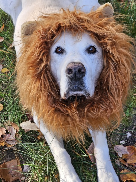 Mosby (Hear Me Roar)
