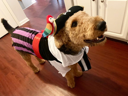 Lincoln (Pirates claim the Treasure)