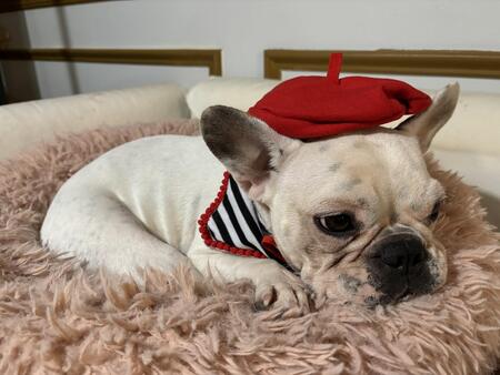 Ika (French Frenchie)
