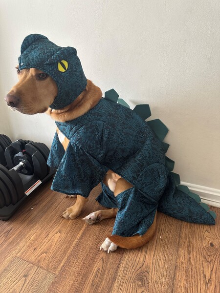 Jack (Dinosaur Rawr)