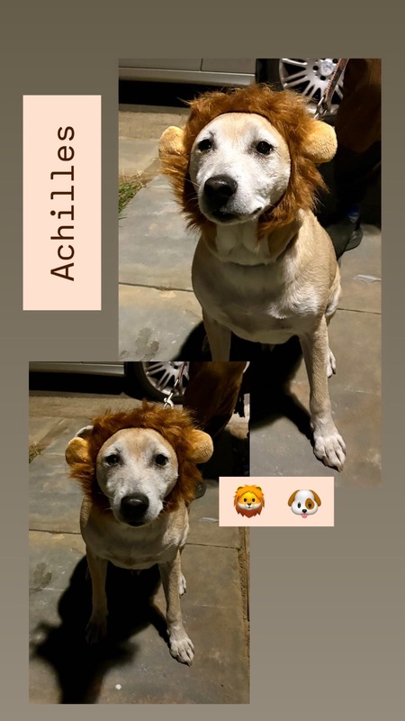Achilles (Lion)