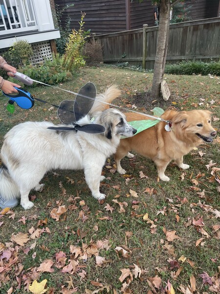 Tuck and Buffy (Backyard Bugs)