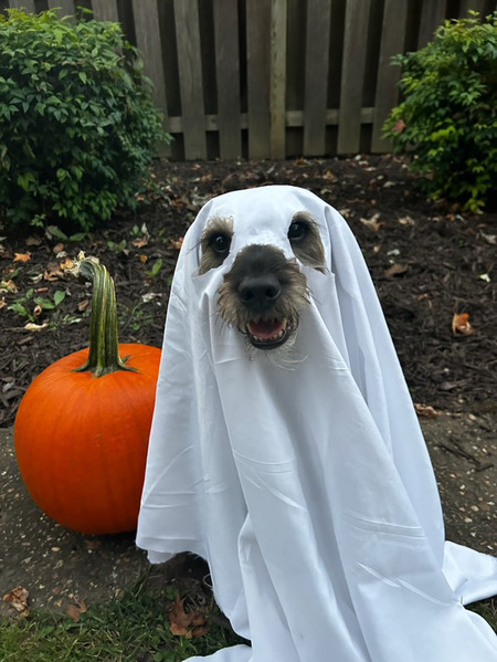 Remy (Spooky Ghost)