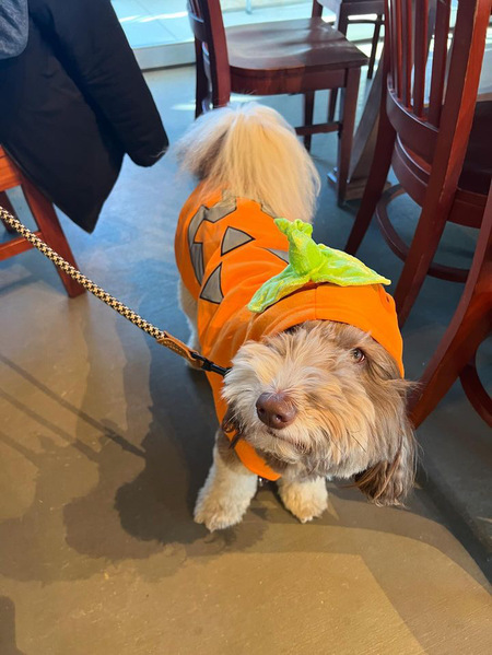 Mucca (Cutest Pumpkin in the Patch)