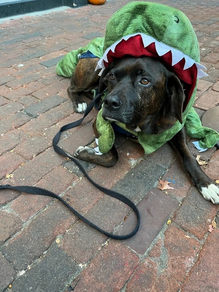Flynn (Alligator)