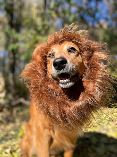 Pacifica (Magnificent Lion)