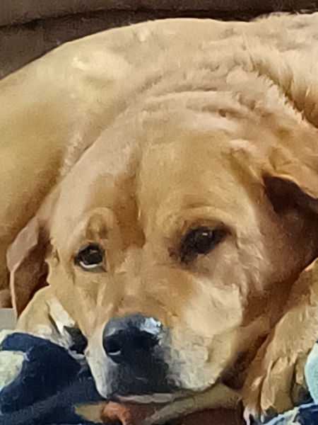 Tonka 
