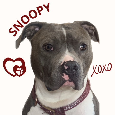 Snoopy