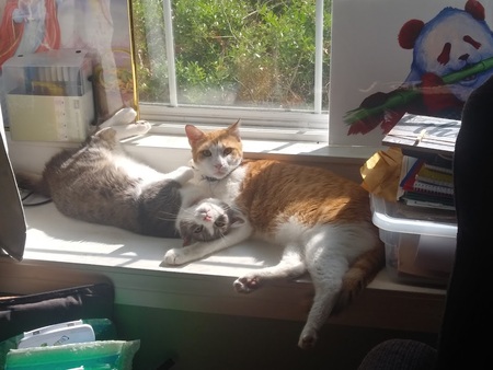 Love (grey tabby and Arwen (orange/white tabby)