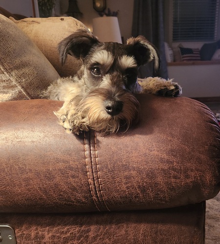 Buddy