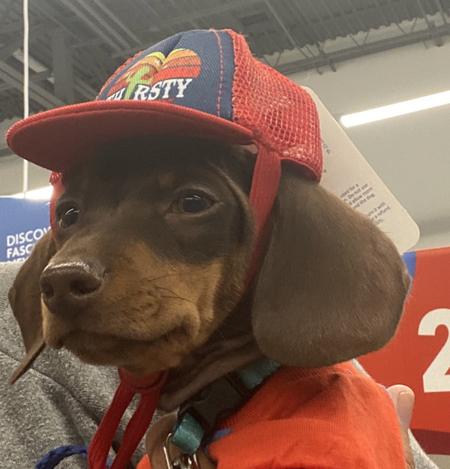 Gus Gus 