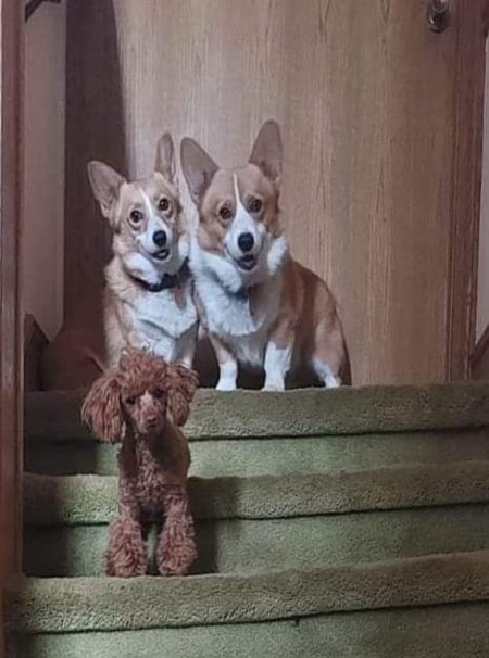 Jewel, Tank, Penny